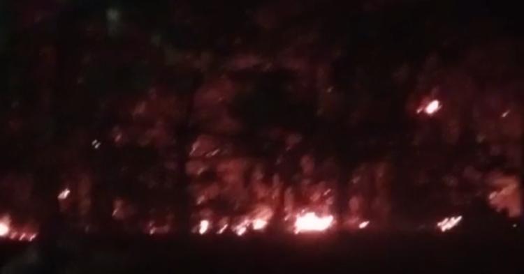 Hutan TWA Punti Kayu Palembang Terbakar, Diduga Penyebab Puntung Rokok