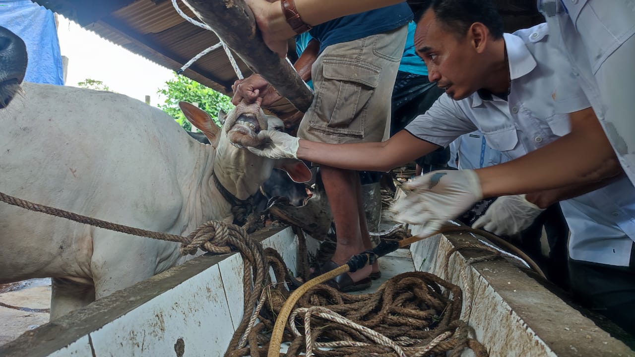 Tidak Ditemui Penyakit Berbahaya, Hewan Kurban Siap Dijual