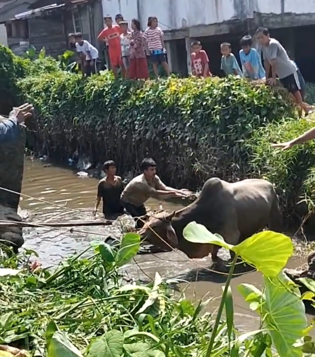 Terlepas Tali Ikatan, Sapi Kurban di Palembang Tercebur ke Anak Sungai