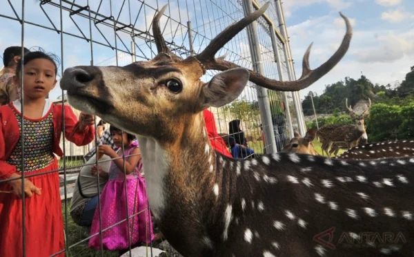Menjelajahi Keindahan Rusa Totol di Rumah Dinas Bupati Muba