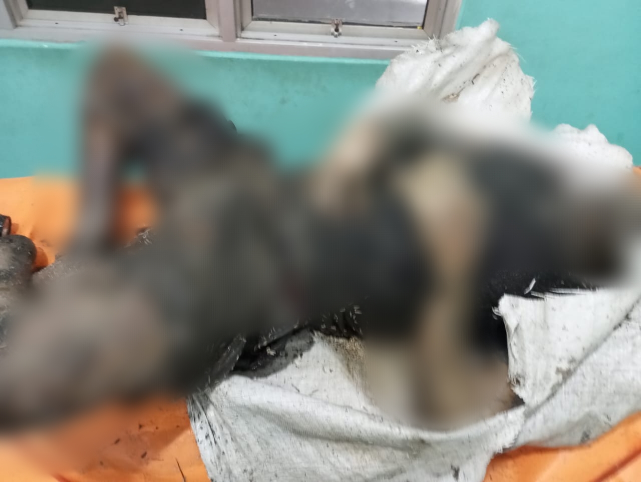 Identitas Mayat Dalam Karung di Sanga Desa Terungkap, Hilang dari Rumah Selama Dua Hari