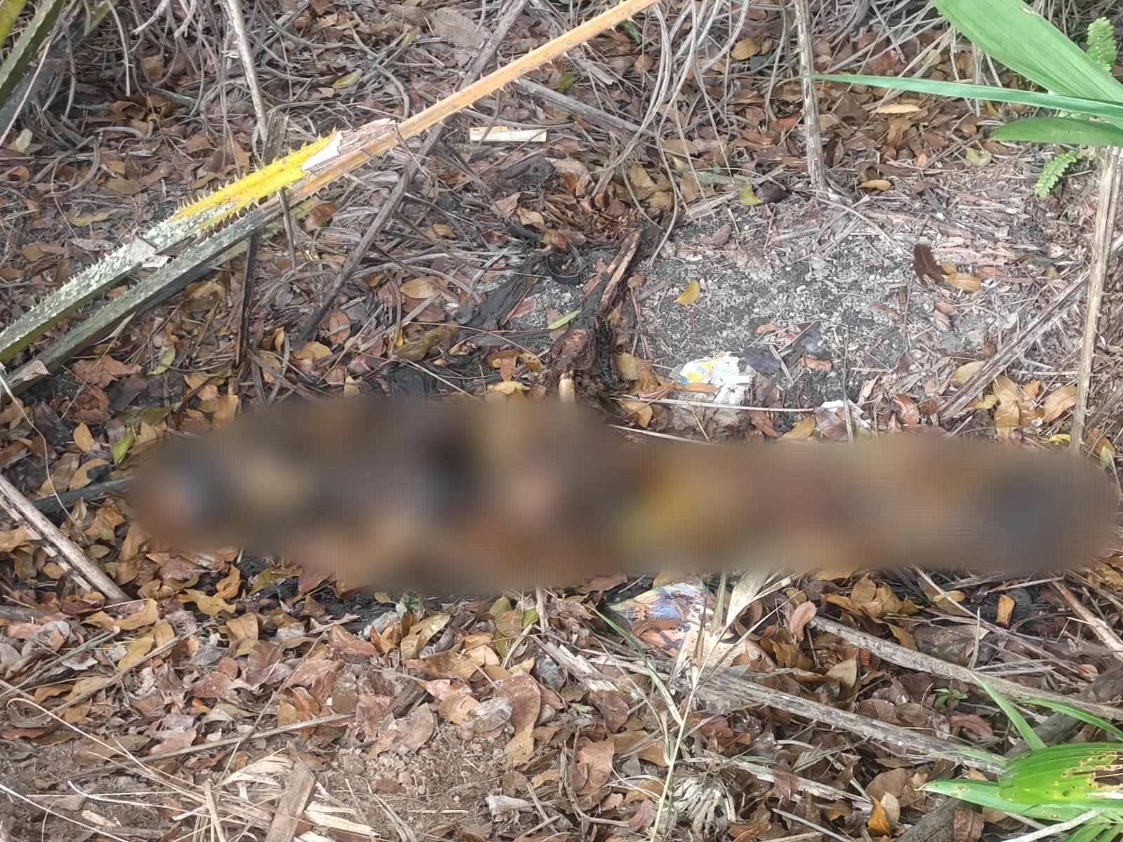 Empat Hari Pencarian, Jasad Christina Ditemukan Tinggal Tulang Belulang di Perkebunan Sawit Banyuasin