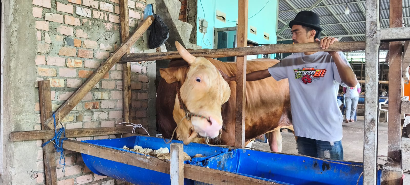 Sapi Kurban Presiden dari Palembang, Arjuna Dibeli Rp130 Juta