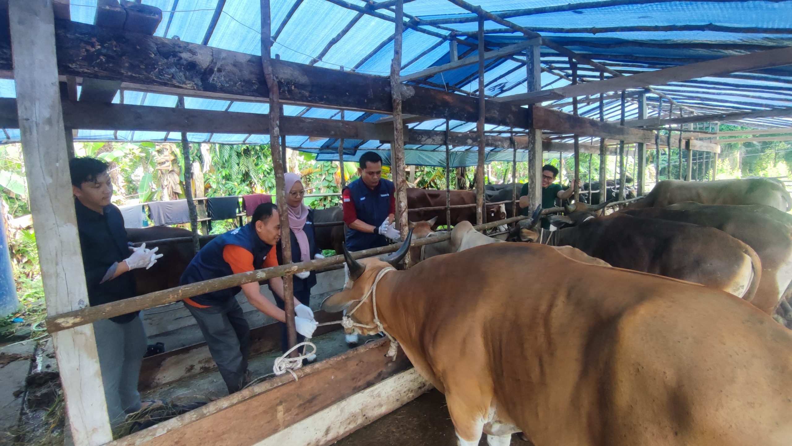 Permintaan Menurun, Penjual Hewan Kurban di Muba Tetap Pastikan Stok dan Kesehatan Sapi