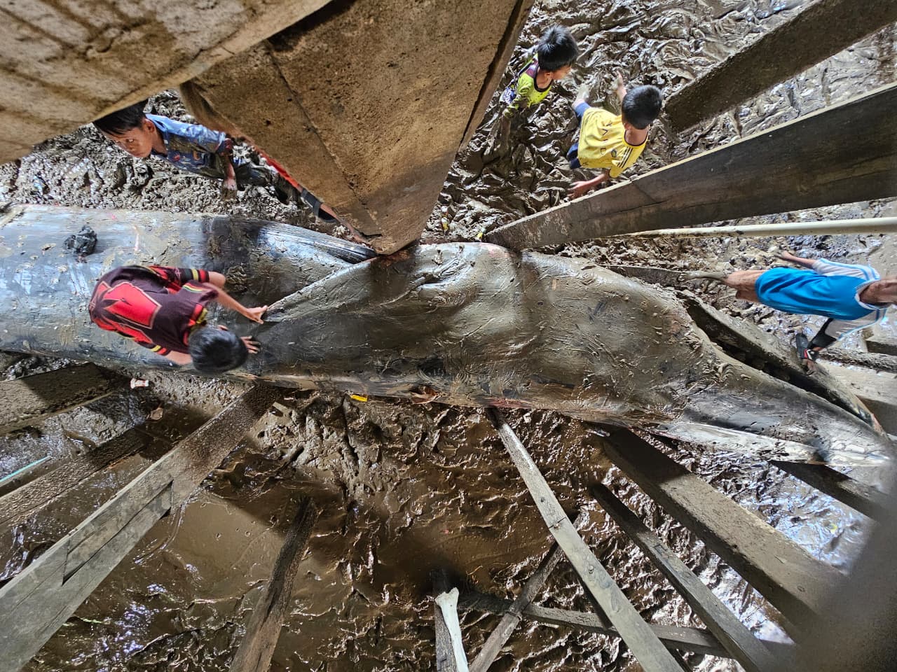 Fenomena Langka di Sungsang, Paus Biru 13 Meter Terdampar Hingga Patahkan Tiang Rumah Warga