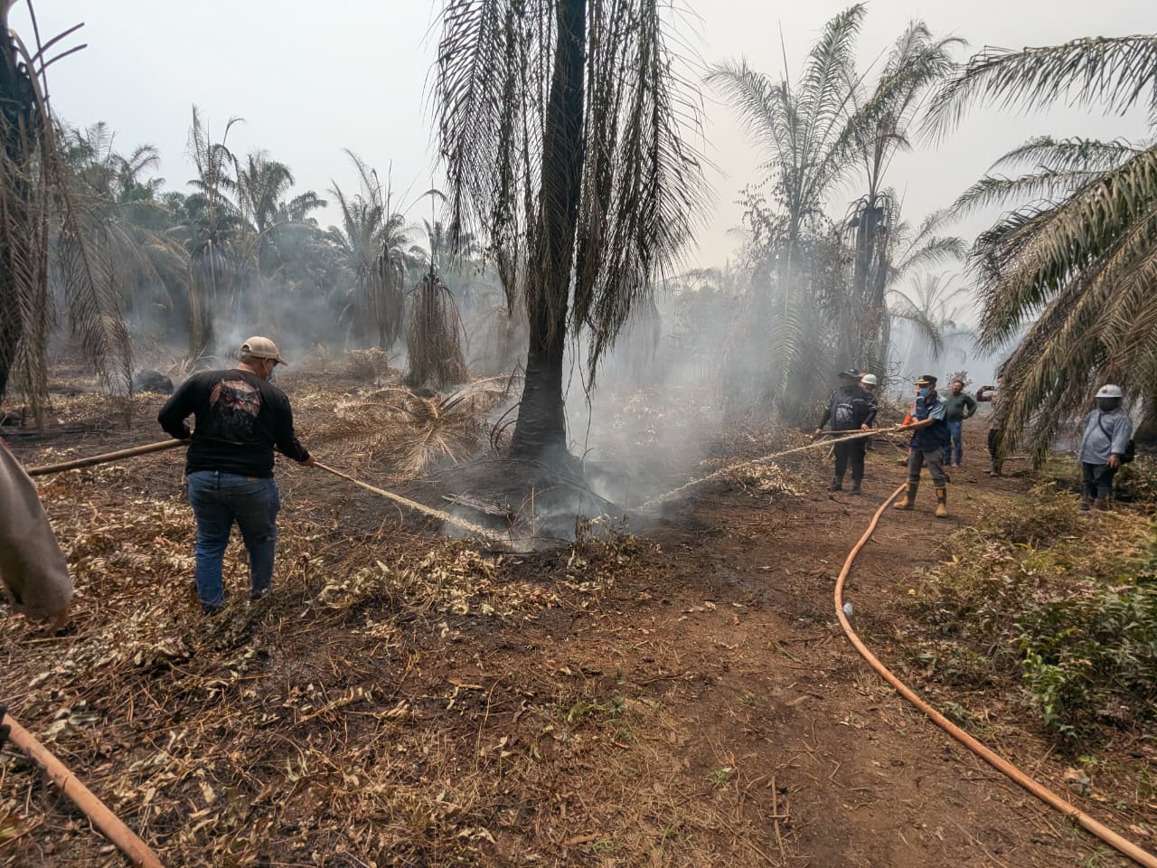Karhutla di Kecamatan Lalan Meluas, Lebih dari 10 Hektare Lahan Gambut Terbakar