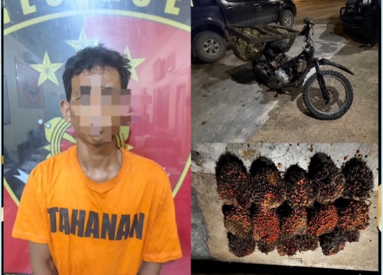 Aksi Curi Sawit Dua Kali, Pemuda 21 Tahun Akhirnya Diamankan Polsek Babat Toman